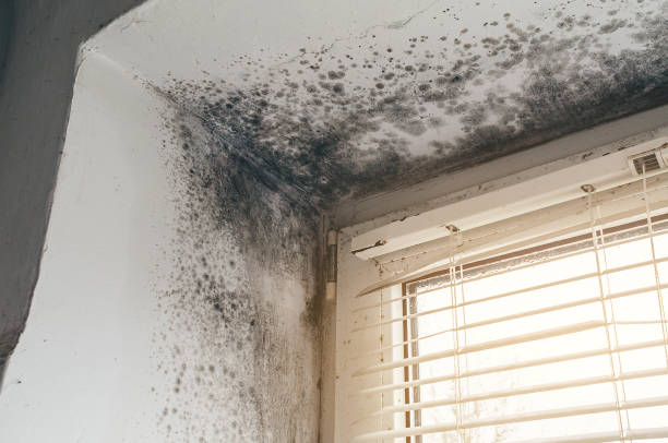 Affordable Mold Inspection And Testing solutions in Robbins, NC